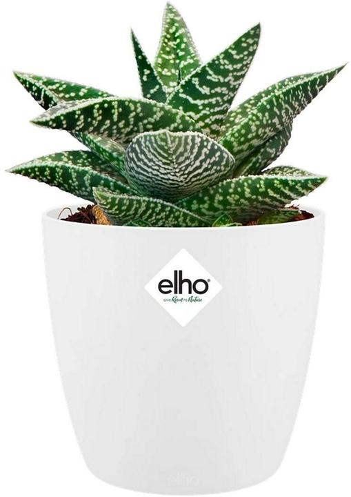 Produktbild Elho Brussels (13 x 11 cm)