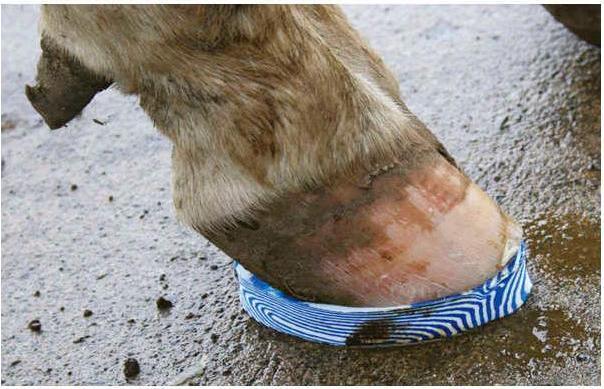 Actual product image Kerbl Walkease replacement block (Horse)