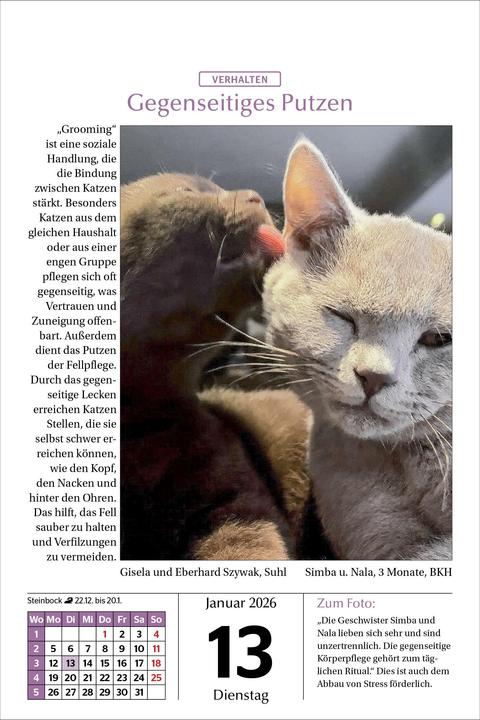 Image du produit Katzen Tageskalender 2026 (14 x 21 cm)