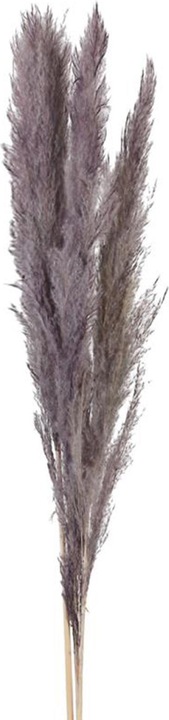 Image du produit Dijk Herbe de la pampa - Cortaderia (Herbe de la pampa)