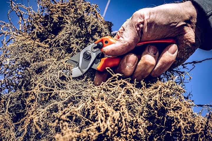 Produktbild Löwe Amboss Gartenschere 15.107