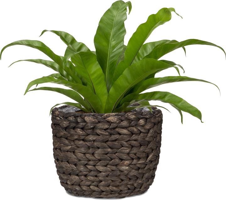 Immagine prodotto Scheurich Giacinto d'acqua 28, fioriera/vaso in vimini in giacinto d'acqua Colore: Marrone, 28 (28 cm)