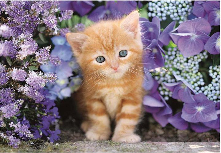 Immagine prodotto Clementoni 35585 (500 pezzi)