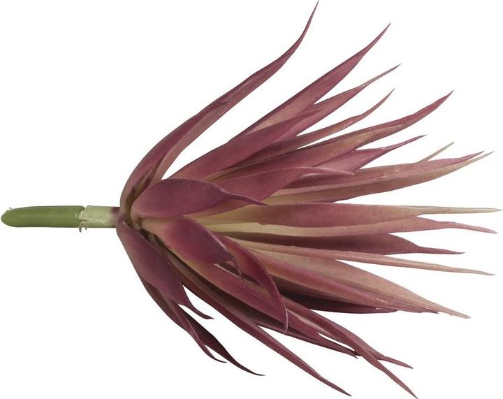 Actual product image Rayher Succulent yucca plastic (16 cm)