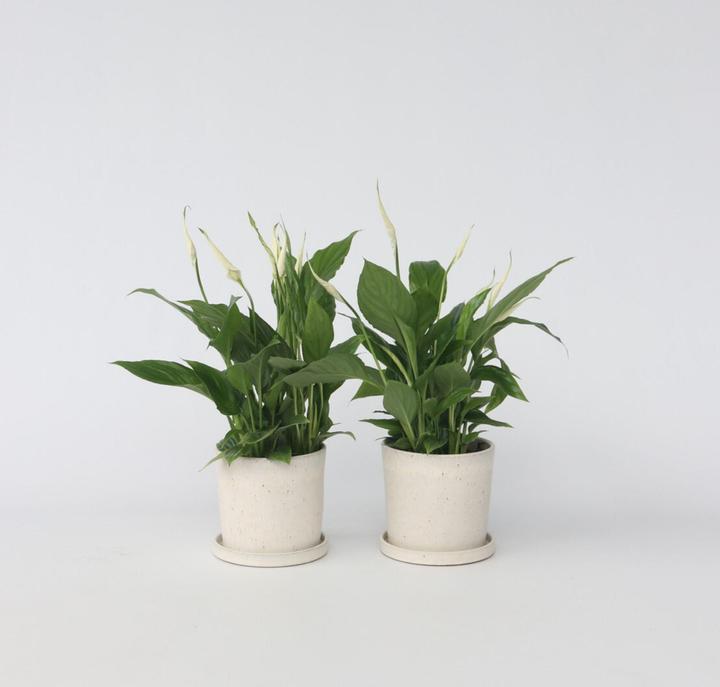 Actual product image Plant in a Box Spathiphyllum 'Torelli' - Set of 6 Peace Lily (30 cm)