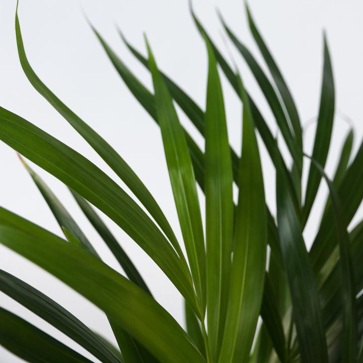 Actual product image Plant in a Box Spathiphyllum, Areca - 2 mix air purifying plants (60 cm)