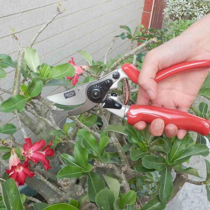 Produktbild Siena Garden Baumschere mit Rollgriff