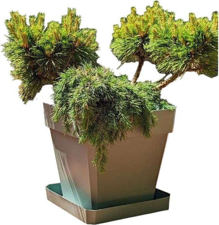 Riviera Blumentopf 50 x 50 cm (50 x 50 x 50 cm)