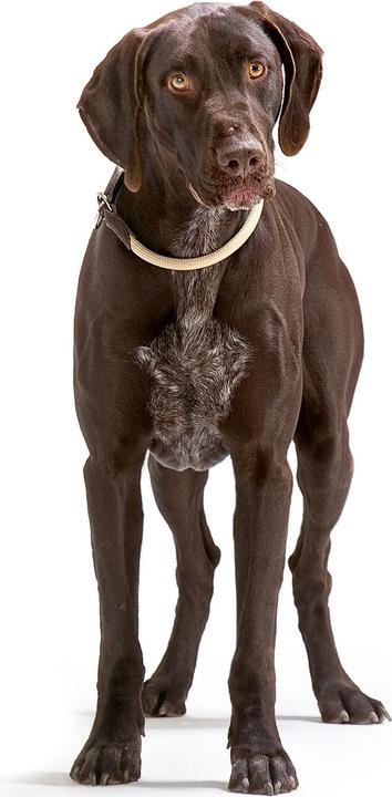 Actual product image Hunter Dressage Collar Freestyle with Stopper (M, L, Dog, General)
