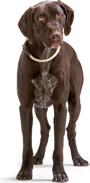 Produktbild Hunter Dressurhalsband Freestyle mit Stopper (M, L, Hund, Allgemein)