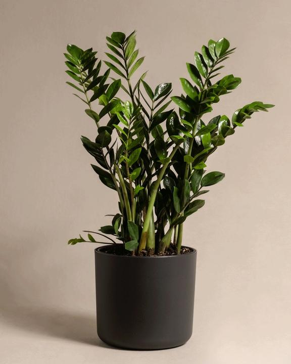 Actual product image feey Lumi (25.20 cm)