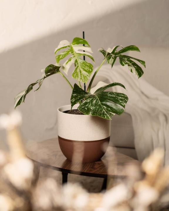 Actual product image feey Monstera deliciosa variegata (65 cm, Freshly repotted)