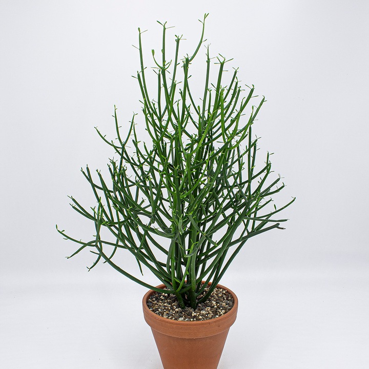 Kakteen Gautschi Spaghettibaum (55 cm)