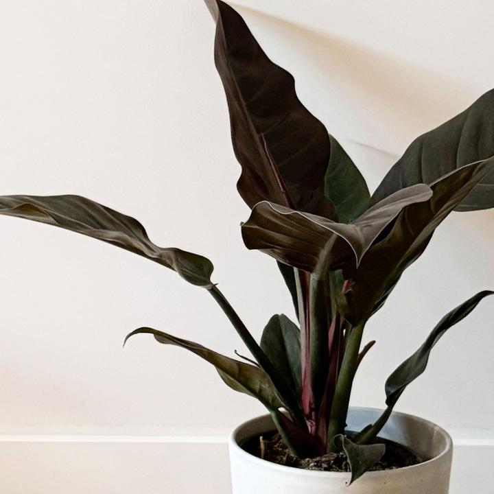Produktbild Plant in a Box Philodendron 'imperial red' - Baumfreund (50 cm)