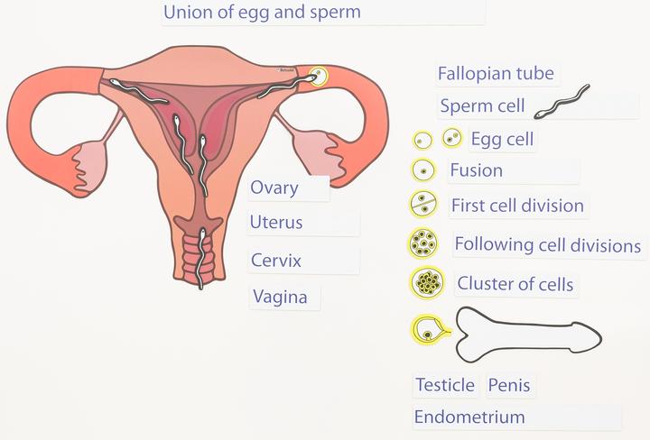 Produktbild Betzold Ein Kind entsteht