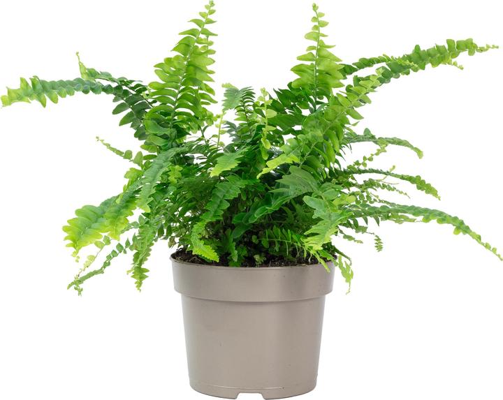 Image du produit Flowerbox Schwertfarn "Green Lady" - Nephrolepis (35 cm)