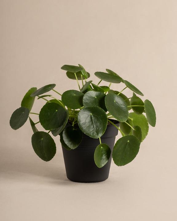 Produktbild feey Ufopflanze (25 cm, Frisch umgetopft, Tierfreundlich)