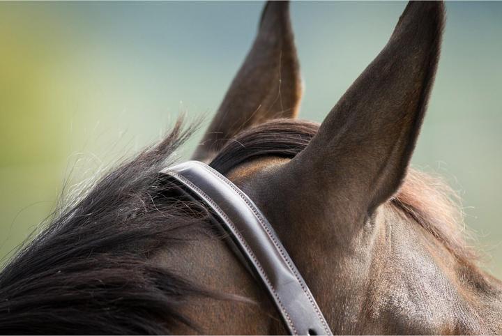 Produktbild HFI Master Raised