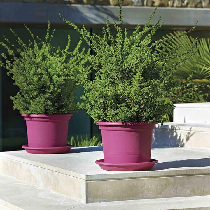 Produktbild Euro3plast Untersetzer Medea, passend zu Kübel Ø 40 cm, Ø 40x5,4 cm, aus Kunststoff in pink