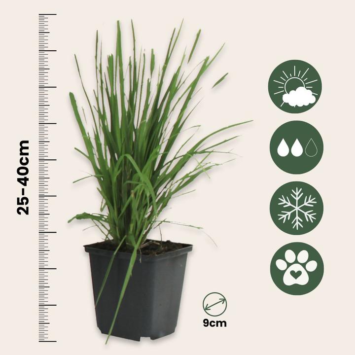 Immagine prodotto Plant in a Box Cortaderia selloana - Set di erba della pampa (40 cm)