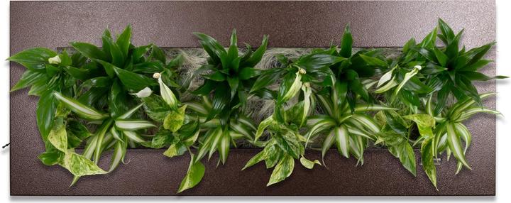 Produktbild Flowerbox Pflanzenbild Flowerwall L
