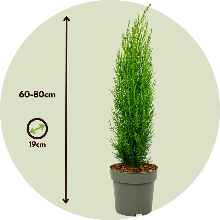 Produktbild Plant in a Box Cupressus sempervirens totem - 2er Set Toskanische Zypresse (80 cm)