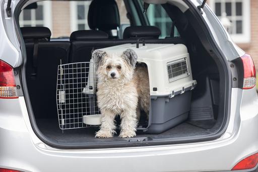 Actual product image Karlie Nomad transport box (Dog, Cat, Lockable)