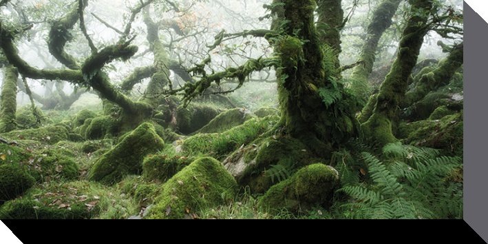 Immagine prodotto Pyramid Bosco di Wistman, Dartmoor (50 x 100 cm)