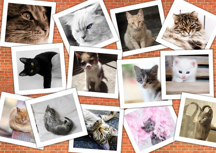 Produktbild Grafika Puzzle 2000 pieces Cats (2000 Teile)