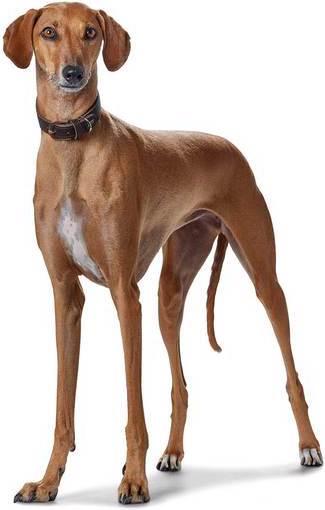 Image du produit Hunter Collier pour lévriers Super Soft en cuir véritable (41, 42, 43, 44, 45, 46, 47, 48, Chien, Sport canin)