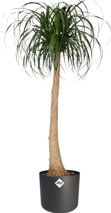 Actual product image Elho b.for soft (18.30 cm)