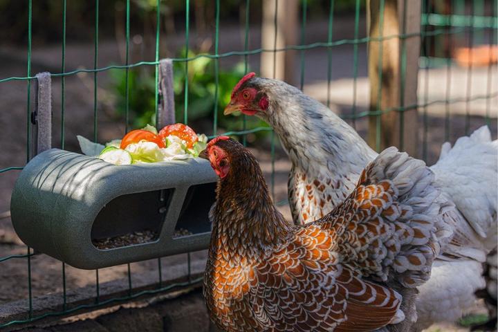 Actual product image Beeztees Chicken Feeder, Grey