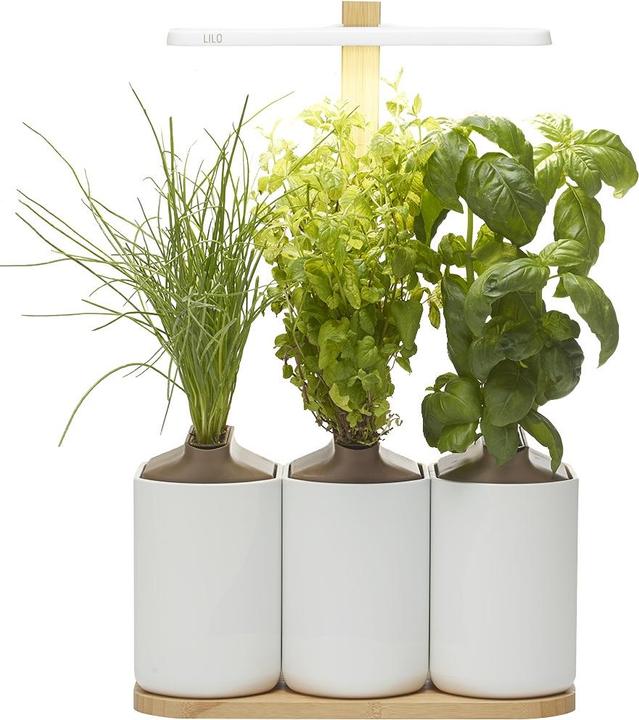 Produktbild Prêt à Pousser Lilo Connect (13.50 cm)