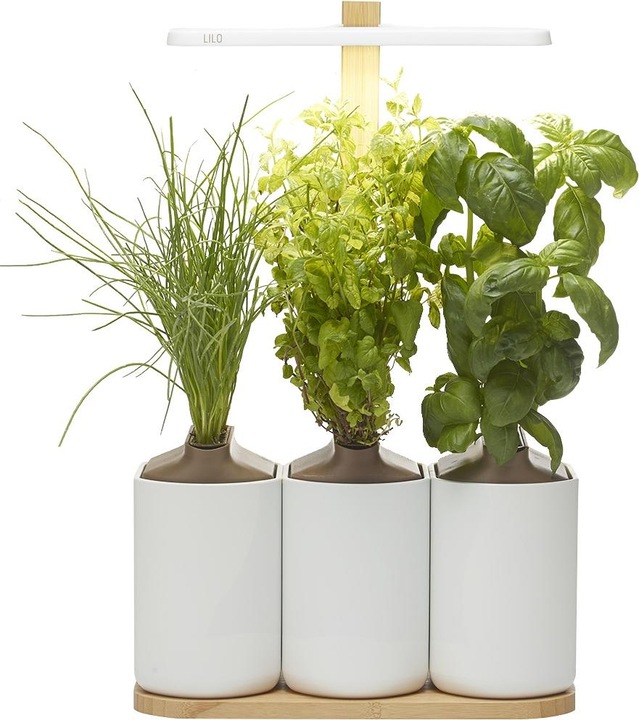 Produktbild Prêt à Pousser Lilo Connect (13.50 cm)