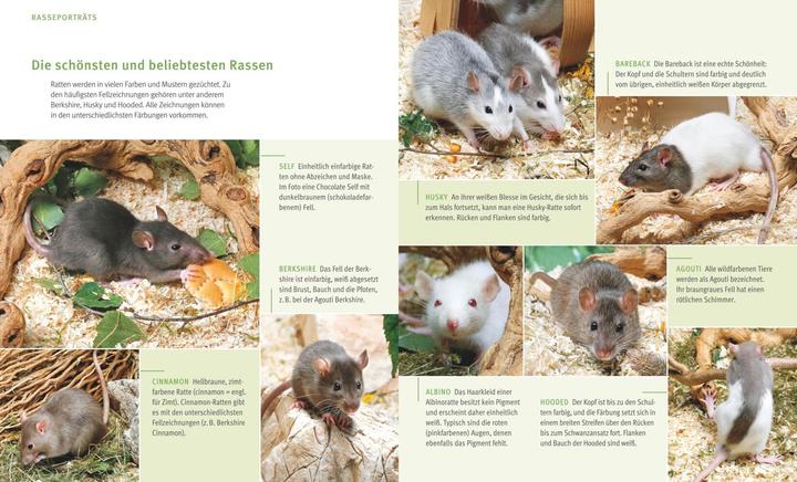 Productafbeelding Ratten (Duits, Gerd Ludwig, 2016)