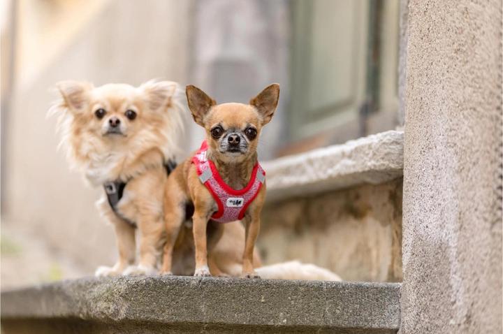 Actual product image Curli Tableware Merino (3XS, Dog, General)