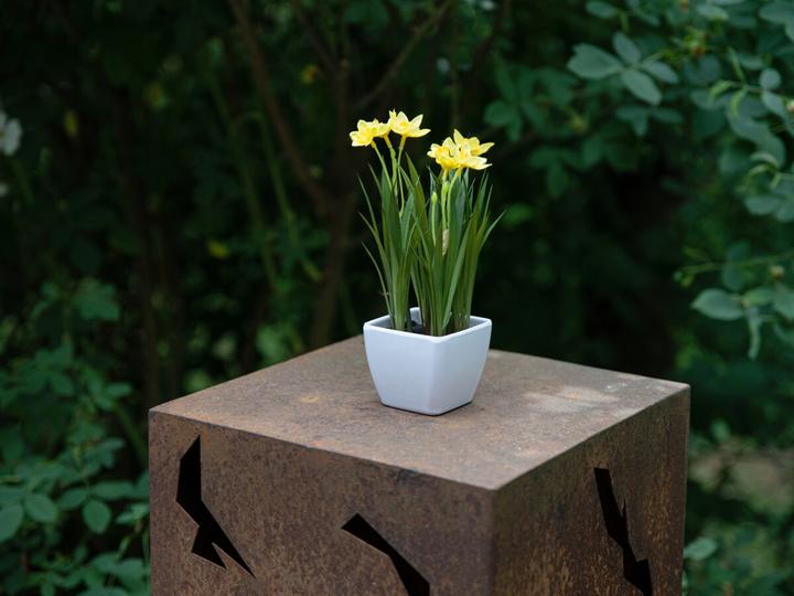 Immagine prodotto Europalms Giunchiglia, pianta artificiale, 23 cm (23 cm)