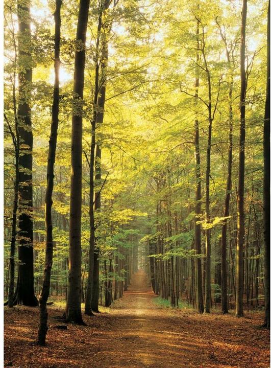 Produktbild Eurographics Waldweg (1000 Teile)