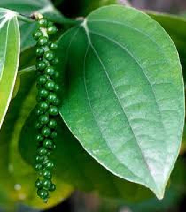 Produktbild Tropica Echter Pfeffer (Pflanzensamen)