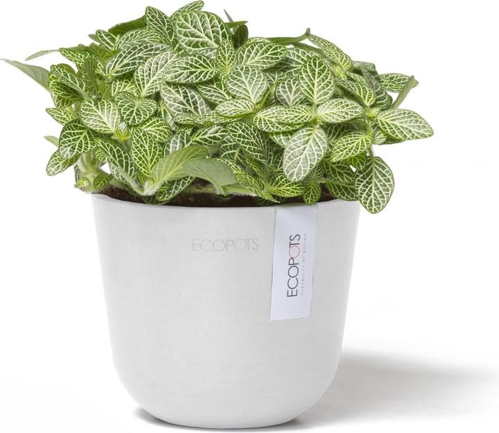 Immagine prodotto Ecopots Oslo Mini (16 cm)