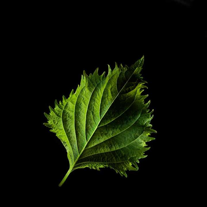 Produktbild Plantui Shiso (Kräutersamen)