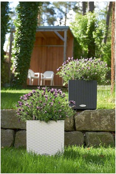 Image du produit Lechuza Cube Cottage (40 cm)