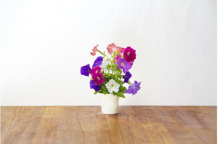 Actual product image Click and Grow Petunia (Flower seeds)