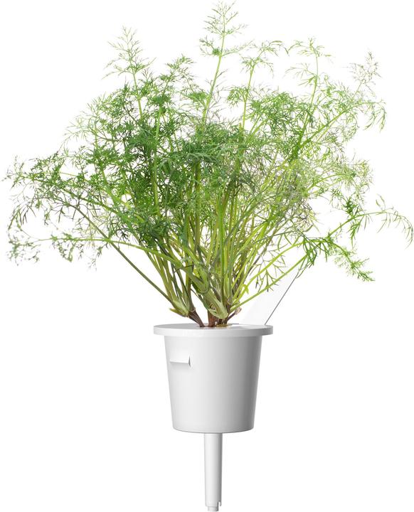 Immagine prodotto Click and Grow Aneto (Semi di erbe)