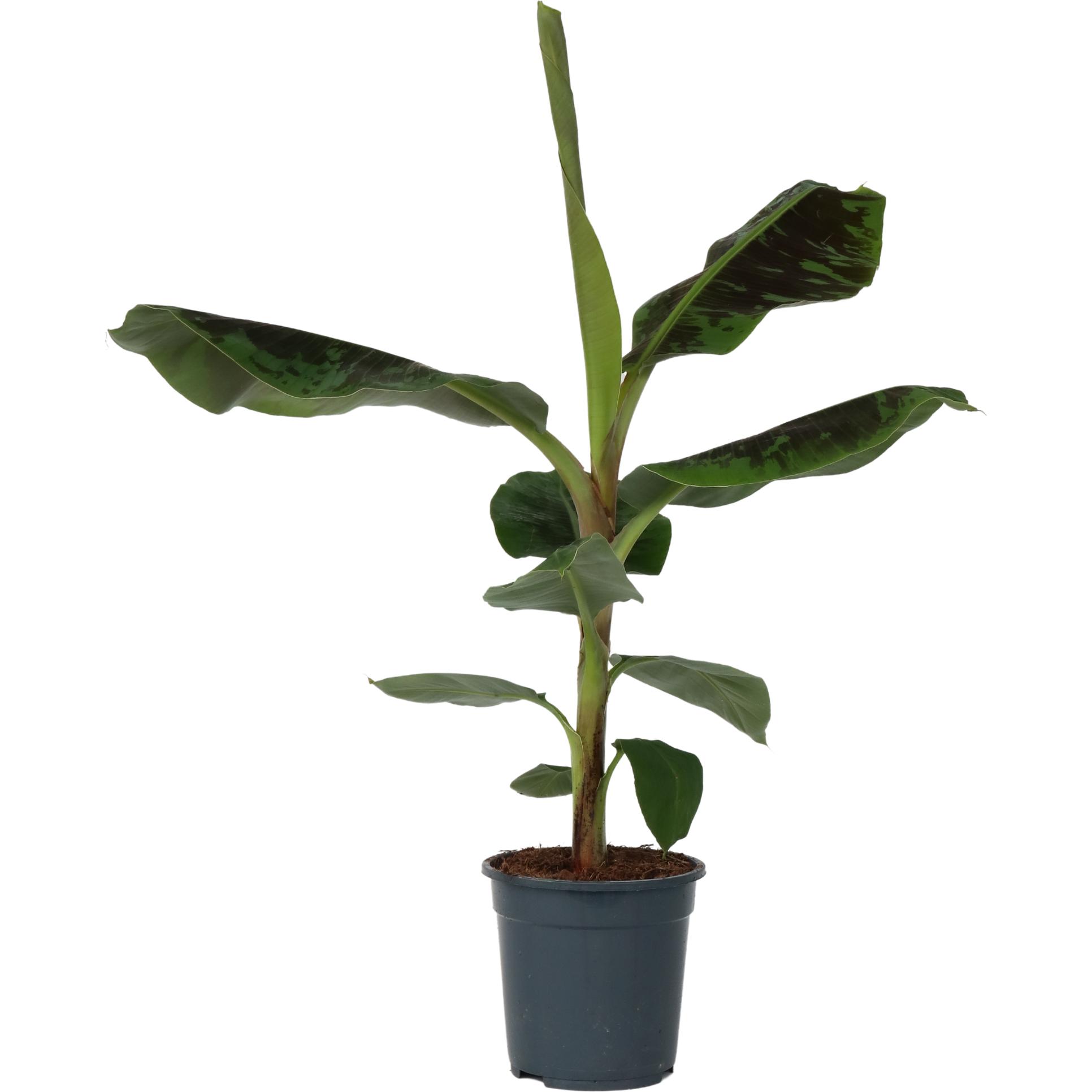 Plant in a Box, Pflanzen, Musa Dwarf Cavendish - (90 cm)