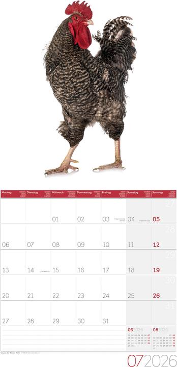 Produktbild Verrückte Hühner Kalender 2026 - 30x30 (30 x 30 cm, Harter Einband, Englisch, Französisch, Deutsch, Italienisch)