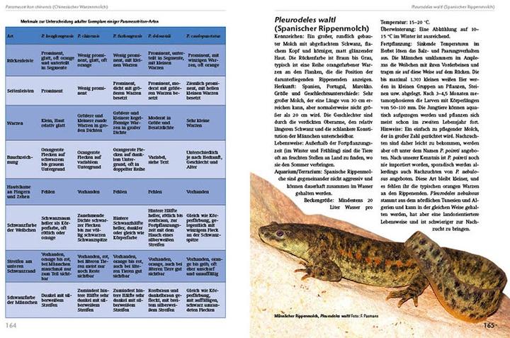 Image du produit Molche und Salamander (Allemand, Henry Janssen, Frank Pasmans, Sergé Bogaerts, Max Sparreboom, 2016)