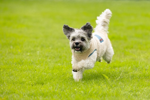 Produktbild Beeztees Hundemantel Teddy (M, Hundepullover)
