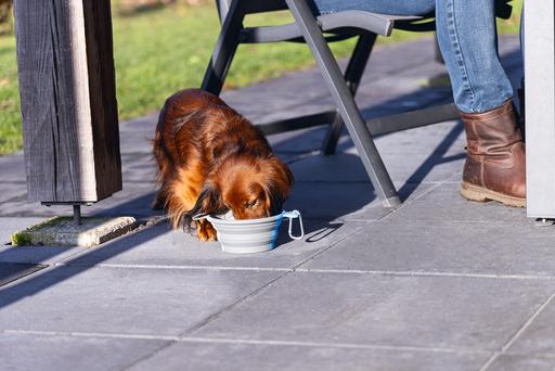 Actual product image Beeztees Travel bowl dog (0.75 l)