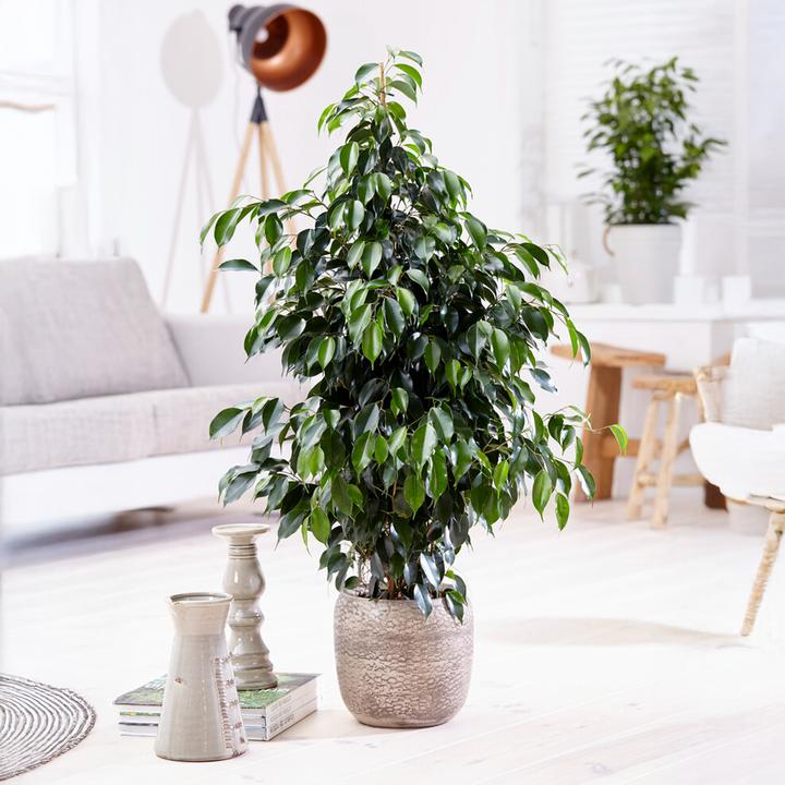 Produktbild Plant in a Box Ficus benjamina Danielle - Geigenpflanze (100 cm)